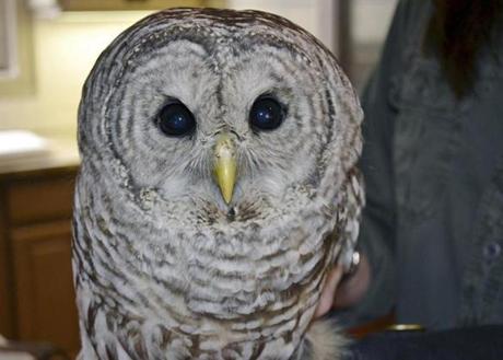 Jane Kelly helped care for the owl over the last six months and said the bird, named Trucker, was released Saturday in Wilmington.

