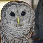 Jane Kelly helped care for the owl over the last six months and said the bird, named Trucker, was released Saturday in Wilmington.