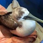 A masked booby was swept in with Hurricane Jose last week. 