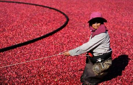 CRANBERRY SLIDER Carver-10/04/17- A worker pulls on a rope to tighten the cirlce around floating cranberries on a bog on Main Street in Carver, as cranberry harvest season is in full gear as Weston Cranberry Corp wet harvested their 3.17 acre bog on Wednesday morning. Workers use a suction hose placed beneath the water , and slowly encircle the berries as they rake them to the hose to suck them up, on to a conveyor that seperates the the leaves and debris, and shoots the berrries into waiting trailer trucks. John Tlumacki/Globe staff (metro)
