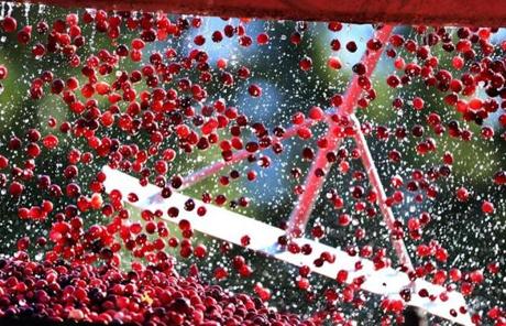 CRANBERRY SLIDER Carver-10/04/17- Cranberries full from a conveyor belt into a truck helped by raking them in from above, as cranberry harvest season is in full gear as Weston Cranberry Corp wet harvested their 3.17 acre bog on Wednesday morning. Workers use a suction hose placed beneath the water , and slowly encircle the berries as they rake them to the hose to suck them up, on to a conveyor that seperates the the leaves and debris, and shoots the berrries into waiting trailer trucks. John Tlumacki/Globe staff (metro)
