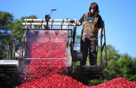CRANBERRY SLIDER Carver-10/04/17-Cheryl Weston operates the controls on a conveyor that drops cranberries into the bed of a tractor triler truck. Cranberry harvest season is in full gear as Weston Cranberry Corp wet harvested their 3.17 acre bog on Wednesday morning. Workers use a suction hose placed beneath the water , and slowly encircle the berries as they rake them to the hose to suck them up, on to a conveyor that seperates the the leaves and debris, and shoots the berrries into waiting trailer trucks. John Tlumacki/Globe staff (metro)
