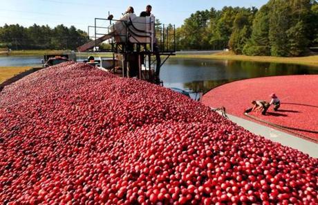 CRANBERRY SLIDER Carver-10/04/17- A huge tractor trailer truck is filled with cranverries as cranberry harvest season is in full gear as Weston Cranberry Corp wet harvested their 3.17 acre bog on Wednesday morning. Workers use a suction hose placed beneath the water, and slowly encircle the berries as they rake them to the hose to suck them up, on to a conveyor that seperates the the leaves and debris, and shoots the berrries into waiting trailer trucks. John Tlumacki/Globe staff (metro)
