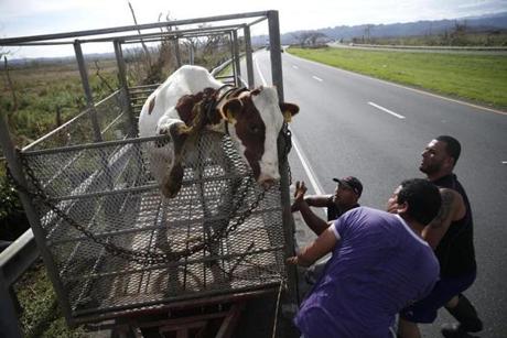 From left to right,  Jose Rosado, Alexi Crepo and Chiki Rivera reacted as a cow who got loose in Hurricane Maria that they rounded up tries to jump out of the trailer. 
