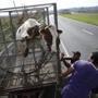 From left to right,  Jose Rosado, Alexi Crepo and Chiki Rivera reacted as a cow who got loose in Hurricane Maria that they rounded up tries to jump out of the trailer.