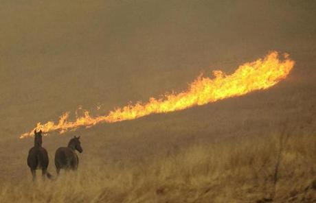 WILDFIRES SLIDER Flames from a wildfire approach a pair of horses in a field Monday, Oct. 9, 2017, in Napa, Calif. Wildfires whipped by powerful winds swept through Northern California early Monday, sending residents on a headlong flight to safety through smoke and flames as homes burned. (AP Photo/Rich Pedroncelli)
