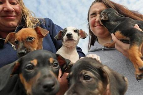 At the MSPCA, a litter of five 8-week-old puppies rescued from storm-ravaged Puerto Rico will soon be available for adoption.
