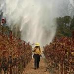 Firefighter Chris Oliver walks between grape vines as a helicopter drops water over a wildfire burning near a winery Saturday, Oct. 14, 2017, in Santa Rosa, Calif. Fire crews made progress this week in their efforts to contain the massive wildfires in California wine country, but officials say strong winds are putting their work to the test. (AP Photo/Jae C. Hong)