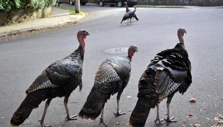 Wild turkeys walked along a street in a residential neighborhood in Brookline last month. 
