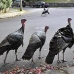 Wild turkeys walked along a street in a residential neighborhood in Brookline last month. 