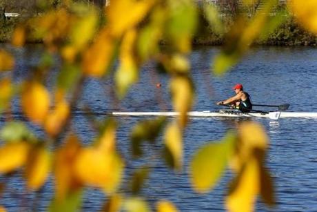 A rower was framed through foliage of a tree along the banks of the Charles River.
