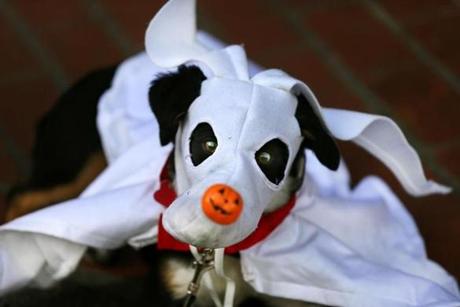 Dudley, dressed as Zero Skellington from the Nightmare Before Christmas, won the scariest costume.
