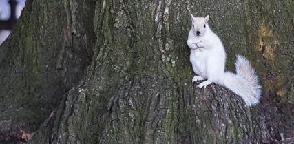 White squirrel spotted at Public Garden.
