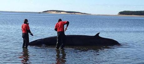 A stranded minke whale off a Wellfleet beach Thursday morning. An IFAW rescue team worked to re-float the whale. 
