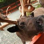 Visitors can get up close and personal with Santa?s reindeer at Santa?s Village.
