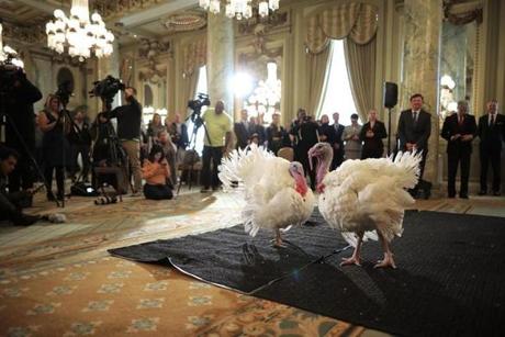 WASHINGTON, DC - NOVEMBER 20: Drumstick and Wishbone, the National Thanksgiving Turkey and its alternate 'wingman,' are introduced during an event hosted by The National Turkey Federation at the Williard InterContinental November 20, 2017 in Washington, DC. One of the 40-pound fowl will be presented to U.S. President Donald Trump at the White House Tuesday, when he will ceremoniously 'pardon' the turkey. Both of the 20-week-old birds will then reside at their new home, 'Gobbler's Rest,' at Virginia Tech. (Photo by Chip Somodevilla/Getty Images)
