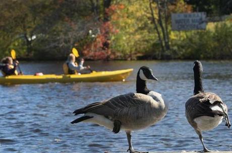 Kayakers glide past Canada Geese on the Charles River in Weston.
