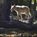 BOSTON ,MA 10 / 18 / 2012: Around the Mattapan area near the Mildred Middle School which went on lockdown as Boston Police search for coyote and did recover the animal. The coyote sen here by Flint street.( David L Ryan / Globe Staff Photo ) SECTION: METRO TOPIC 19coyote