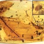 Scientists say this tick is on a dinosaur feather that is trapped in 99-million-year-old amber. The pesky bloodsuckers go way back, apparently. 