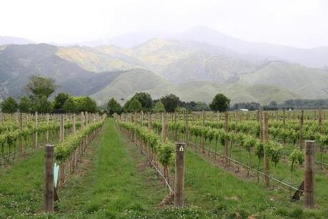Vineyards stetch to the mountains in Rapaura on the South Island of New Zealand.
