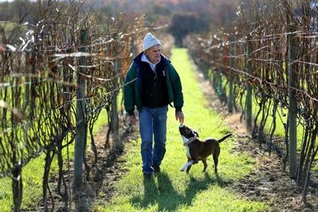 David Neilson started Coastal Vineyards at age 54. He walked through the vineyard near Buzzards Bay with his dog Jasmine. 
