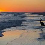 FILE - In this Nov. 19, 2014, file photo, a blue heron walks along the beach at sunset in Orange Beach, Ala. The second annual National Plan for Vacation Day is Jan. 30. The travel industry hopes Americans will use the day to schedule their vacations for the year and take advantage of any paid time off they are entitled to from their jobs. (AP Photo/Brynn Anderson, File)