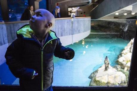 Boston, Massachusetts - 1/17/2018 - Theo Evans(3) look as an exhibit of penguins during a tour of the in Boston, Massachusetts, January 17, 2018. Theo is one of five children suffering a life threatening illness being treated at Massachusetts General Hospital that the Aquarium hosted for a private tour. (Keith Bedford/Globe Staff)

