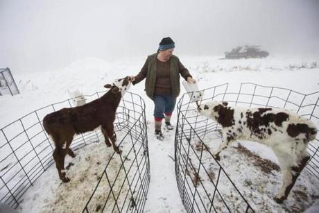 Lisa Davenport bottle fed calves on her family's dairy farm in Shelburne.
