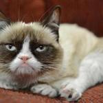 In this undated photo provided by Nestle Purina PetCare is Grumpy Cat. It probably won't affect her famous mood, but Grumpy Cat now has an endorsement deal. The St. Louis-based company announced Tuesday, Sept. 17, 2013, the frown-faced Internet sensation, real name Tardar Sauce, is now the 