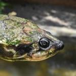 A 60-year-old river turtle of the endangered species Podocnemis Lewyana, at a turtle farm in Colombia. Researchers say turtles and other cold-blooded animals, that can?t regulate their own body temperatures, could have a harder time during climate change. 