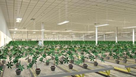 30lucent -- A rendering of marijuana plants being grown indoors. (Massachusetts Innovation Works)
