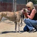 LYNN MA 052110 Former greyhound trainer Sandy O'Neil(cq) of Saugus has adopted former racer Harli(cq), left, Friday, May 21, 2010. Harli(cq) once lived at this kennel in Lynn, owned by John O'Donnell(cq)who has seen his business plummet since the ban on dog racing took effect. (Staff Photo/Wendy Maeda) section: Metro slug: 22greyhounds reporter: David Avel Library Tag 06012010 Metro