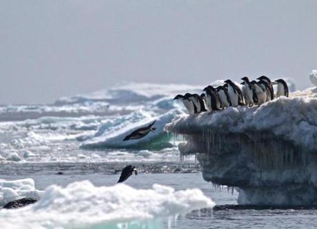 Adélie penguins leapt off an iceberg at Danger Islands in Antarctica. Researchers led by the Woods Hole Oceanographic Institution on Cape Cod discovered a supercolony of 1.5 million of the penguins, a species that biologists previously believed to be declining.

