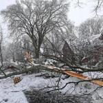 A tree on Commonwealth Avenue by Arapahoe Road in Newton came down during this week?s storm.