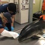 A marine rescue team attempted to save a pregnant porpoise that was stranded in Dorchester Bay during nor?easter, but it was dead by the time they arrived. 