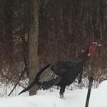 Jake the turkey has been relocated from Revere.