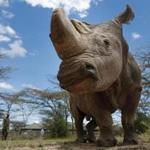 Mandatory Credit: Photo by DAI KUROKAWA/EPA-EFE/REX/Shutterstock (9471044a) (FILE) - Forty three-year-old Sudan, the last surviving male northern white rhino on the planet, looks on at Ol Pejeta Conservancy near Nanyuki, some 200 kilometers north of Nairobi, Kenya, 03 May 2017 (reissued 20 March 2018). Ol Pejeta Conservancy, where Sudan and the world's last two female northern white rhinos live, announced on 20 March that forty five-year-old Sudan has died at the Conservancy on 19 March. Sudan was suffering from degenerative changes in muscles and bones combined with skin wounds so that the veterinary team had to make a decision to euthanize him, Ol Pejeta Conservancy said in a statement. With Sudan's death, the world is left with just two female nortthern whino rhinos. The world's last surviving male northern white rhino dies, Ol Pejeta Conservancy, Kenya - 03 May 2017
