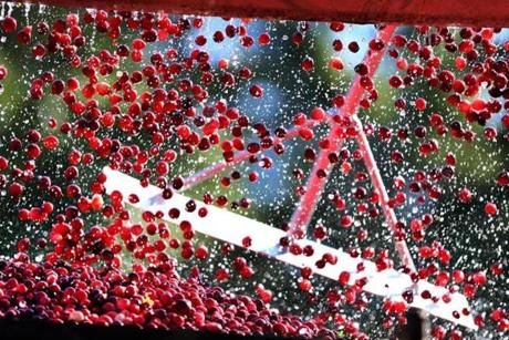 Cranberries went from a conveyor belt into a truck in Carver last fall.
