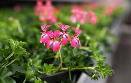 An ivy geranium bloomed in the Boston Parks Department greenhouse.
