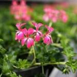 An ivy geranium bloomed in the Boston Parks Department greenhouse.