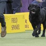 Memo, a Labrador retriever, competed in the sporting group during the 142nd Westminster Kennel Club Dog Show. 