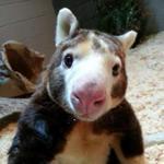 Paul, the oldest living tree kangaroo, died at 23 at the Roger Williams Park Zoo on Tuesday. 