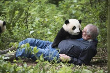 Ben Kilham, of the Kilham Bear Center in New Hampshire, is scene with a giant panda (top) at Panda Valley in Dujiangyan, China, in the new IMAX film ?Pandas.?
