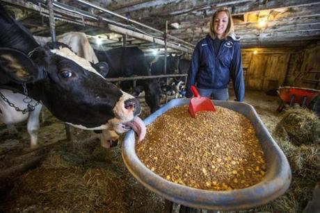 Montgomery, VT- March 15, 2018-Globe Staff- Stan Grossfeld- Elinor Purrier, who recently won the 2018 NCAA Indoor Track & Field Championships in the women's mile run, lets Quincy, one of the dairy cows , grab a quick snack at the family dairy farm. 
