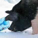 Methuen, MA: 3/15/2018: One of the pigs at the Nevins Farm rolls a plastic container through the snow as it gets food out of it. (Jim Davis/Globe Staff)