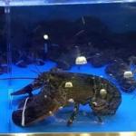 A large lobster in a Roche Bros. Supermarket tank dwarfed his fellow inmates.
