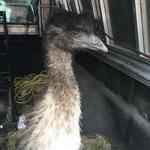 The second emu that was roaming freely around Freetown last week was caught Friday morning. 