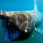 A basking shark opens wide to feed.