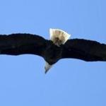 03/31/2018 Medford Ma -A Bald Eagle soars above Mystic Lakes in Medford. Jonathan Wiggs /Globe Staff Reporter:Topic. 