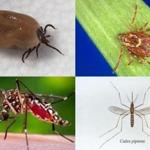Clockwise from top left: The deer tick, which transmits Lyme disease; the American dog tick, which transmits Rocky Mountain spotted fever and tularemia; the Culex pipiens mosquito, which transmits West Nile virus; and the Aedes aegypti mosquito, which transmits Zika, dengue and chikungunya. 